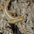 Fan-throated Lizard (Sitana ponticeriana)